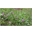 thumbnail Krzyżownica zwyczajna (Polygala vulgaris) - barwny element muraw galmanowych na hałdzie Kopalni Fryderyk w Tarnowskich Górach