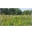 thumbnail Barwny kobierzec murawy galmanowej Obszaru Natura 2000 