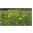 thumbnail Barwny płat murawy galmanowej z komonicą zwyczajną (Lotus corniculatus) - Obszar Natura 2000 