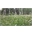 thumbnail Płat z pajęcznicą gałęzistą (Anthericum ramosum) na obszarach po wydobyciu rud cynku i ołowiu - rejon Sadowej Góry w Jaworznie
