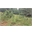 thumbnail Fragment zarastającej przez sosnę zwyczajną (Pinus sylvestris) murawy galmanowej na hałdzie Kopalni Fryderyk w Tarnowskich Górach