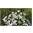 thumbnail Śniedek baldaszkowaty (Ornithogalum umbellatum) - barwny element muraw, dość często spotykany na terenach po wydobyciu rud cynku i ołowiu - Jaworzno Długoszyn.