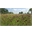 thumbnail Niezwykle barwny fragment murawy galmanowej z goździkiem kartuzkiem (Dianthus carthusianorum) i zawciągiem pospolitym (Armeria maritima) w Jaworznie Długoszynie