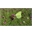 thumbnail Chętnie odwiedzane przez latolistka cytrynka (Gonepteryx rhamni) kwiatostany goździka kartuzka (Dianthus carthusianorum) - Jaworzno Długoszyn